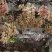 油麻藤种子多年生豆科爬藤乔林灌木蜜源绿化护坡固土景观