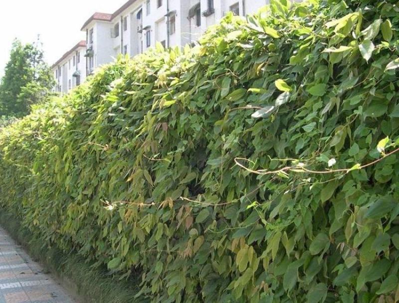 油麻藤种子多年生豆科爬藤乔林灌木蜜源绿化护坡固土景观