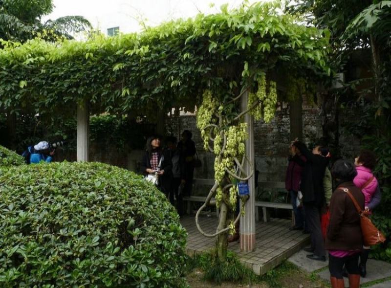 油麻藤种子多年生豆科爬藤乔林灌木蜜源绿化护坡固土景观