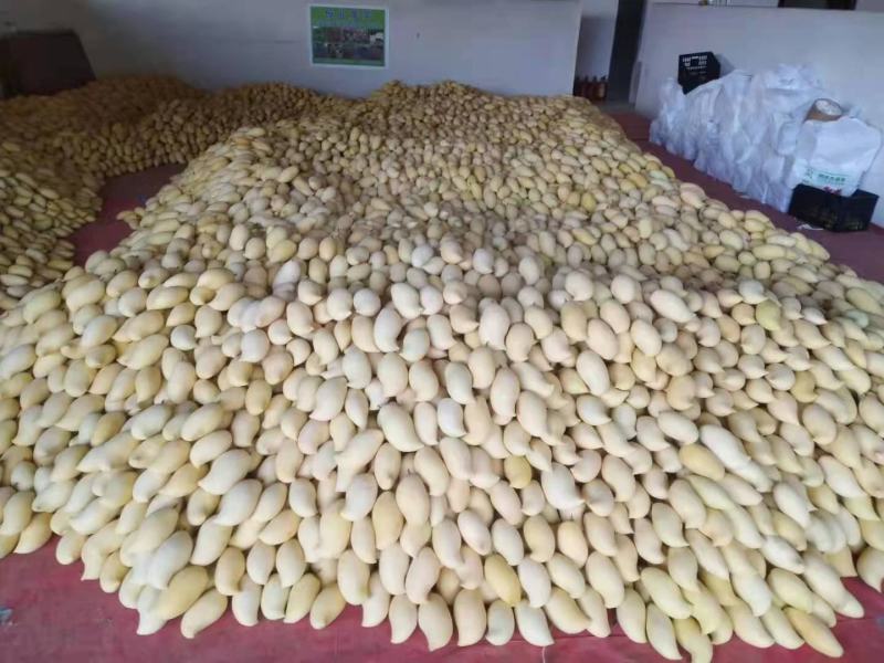 云南产地直销热带水果鹰嘴芒大量上市货源充足，需要的老板联