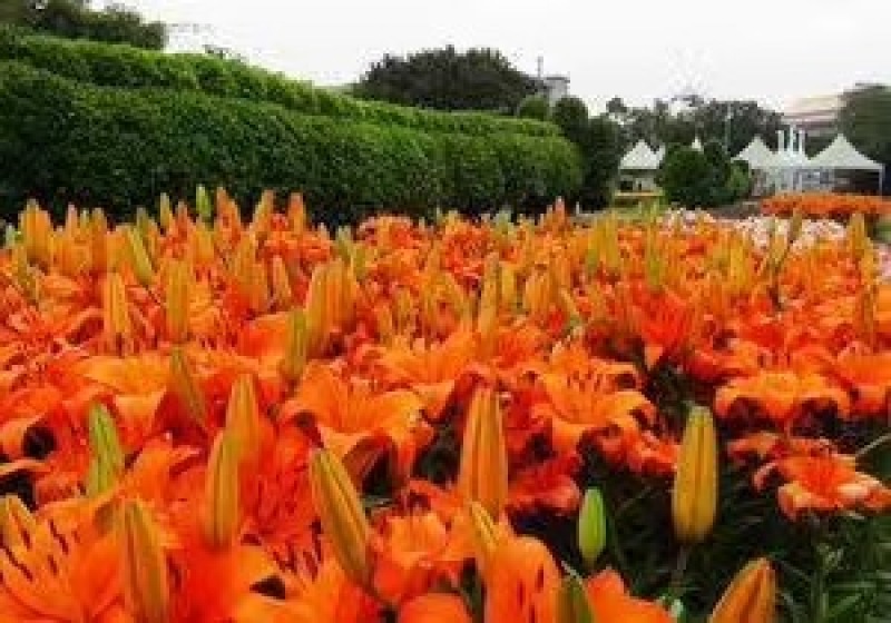 耐寒观赏百合种球多年生大球多头花苞可越冬花海