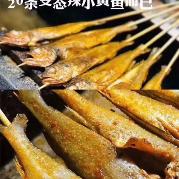 夜猫子小黄鱼全国批发零售