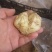 耐寒观赏百合种球多年生大球多头花苞可越冬花海
