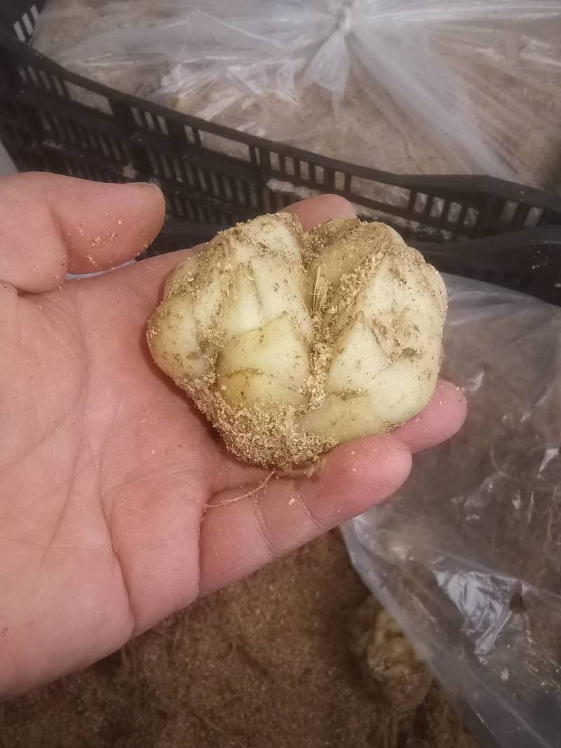 耐寒观赏百合种球多年生大球多头花苞可越冬花海