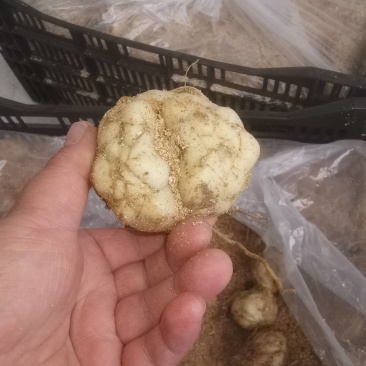 耐寒观赏百合种球多年生大球多头花苞可越冬花海