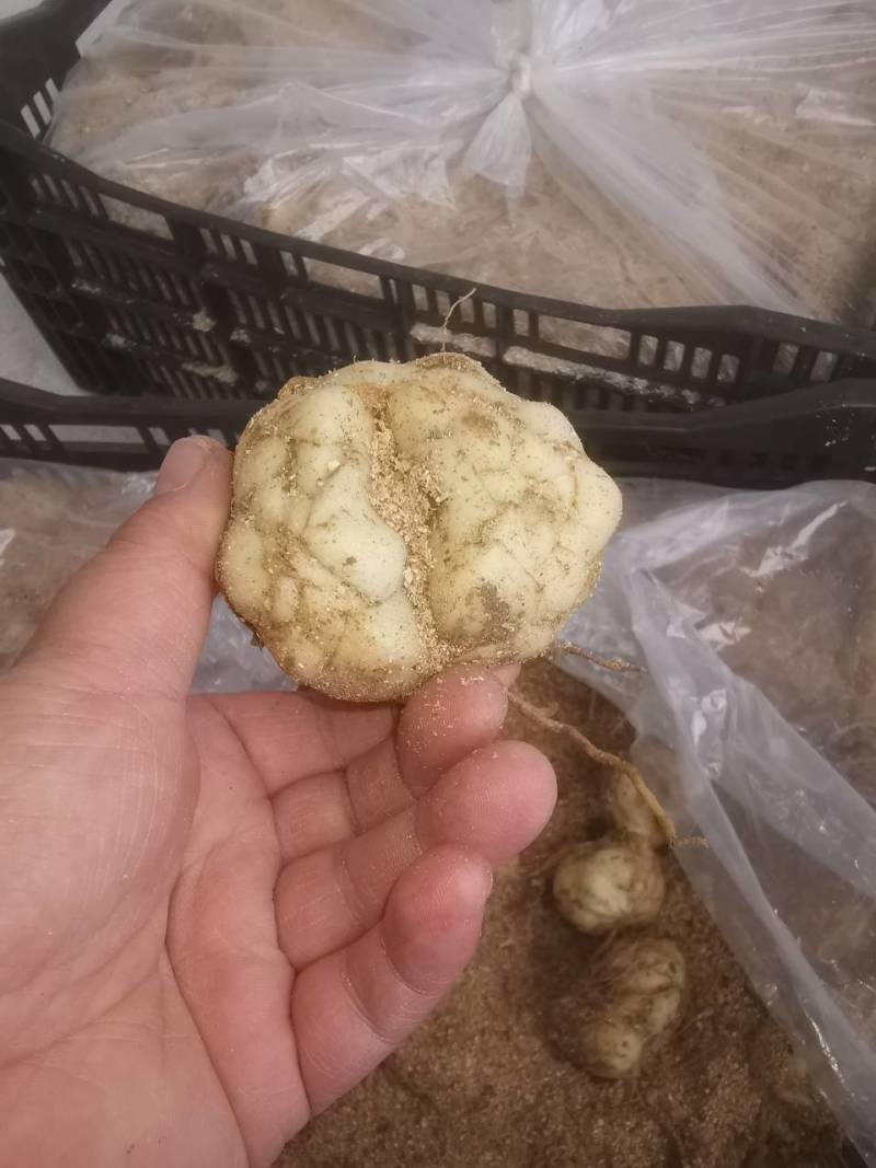 耐寒观赏百合种球多年生大球多头花苞可越冬花海