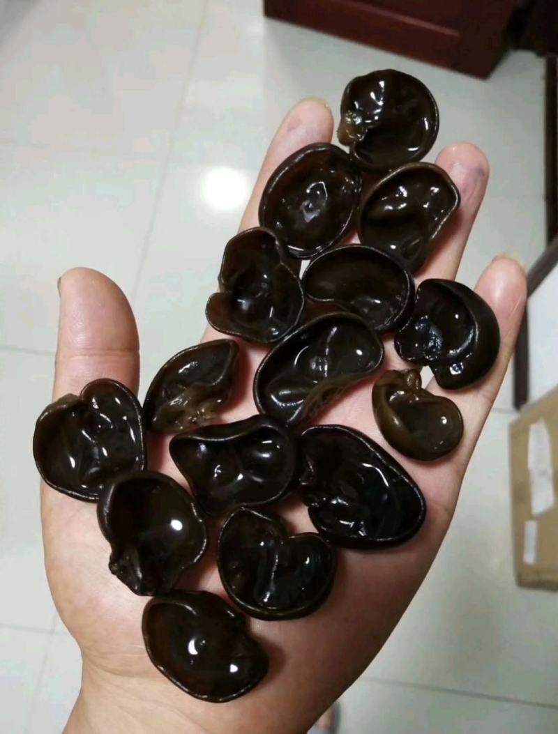 专业泡水木耳泡水木耳泡水木耳泡水木耳