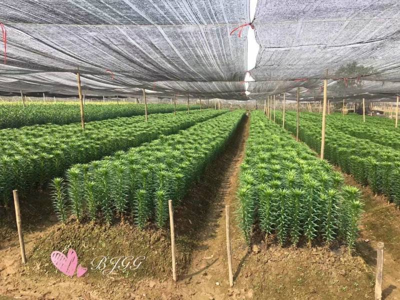 耐寒观赏百合种球多年生大球多头花苞可越冬花海