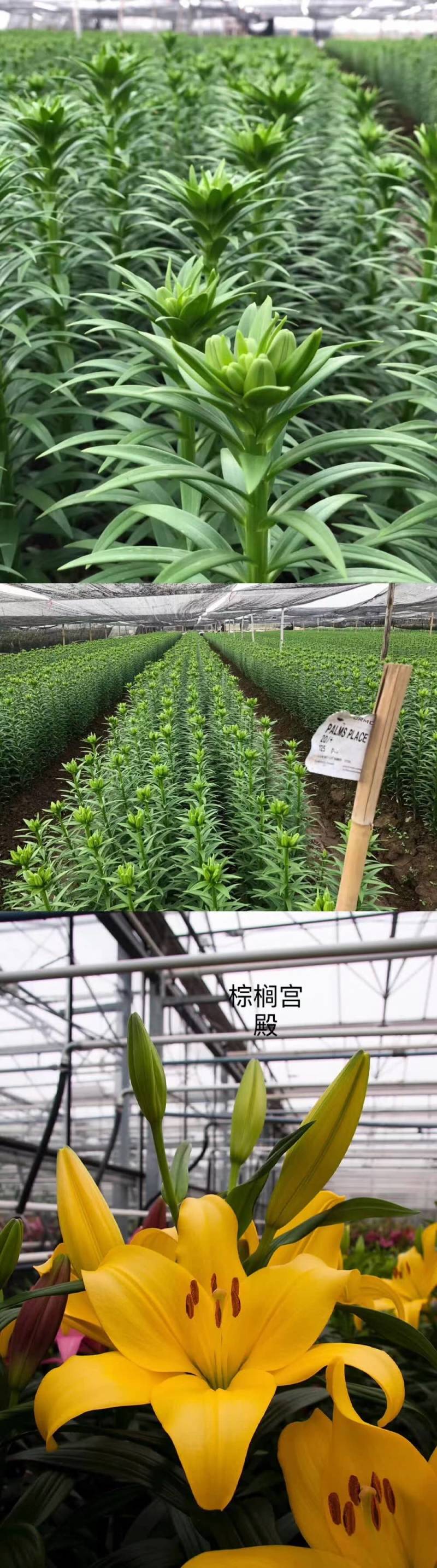 耐寒观赏百合种球多年生大球多头花苞可越冬花海
