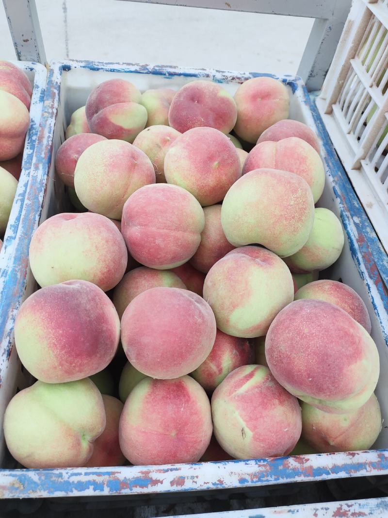 毛桃精品毛桃春蜜春雪突围大量现货供应商超一件代发