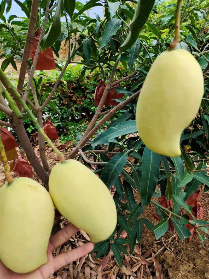 云南热带水果鹰嘴芒大量上市，产地直销优质套袋芒