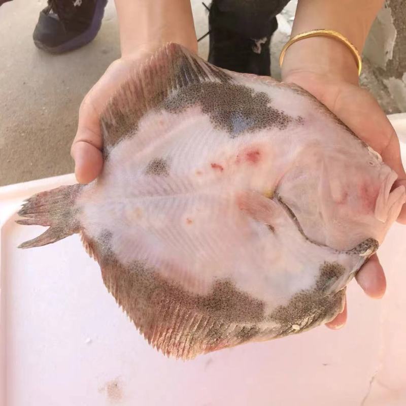 多宝鱼连云港产地直销货源充足，质量保证，冰鲜鱼质好。