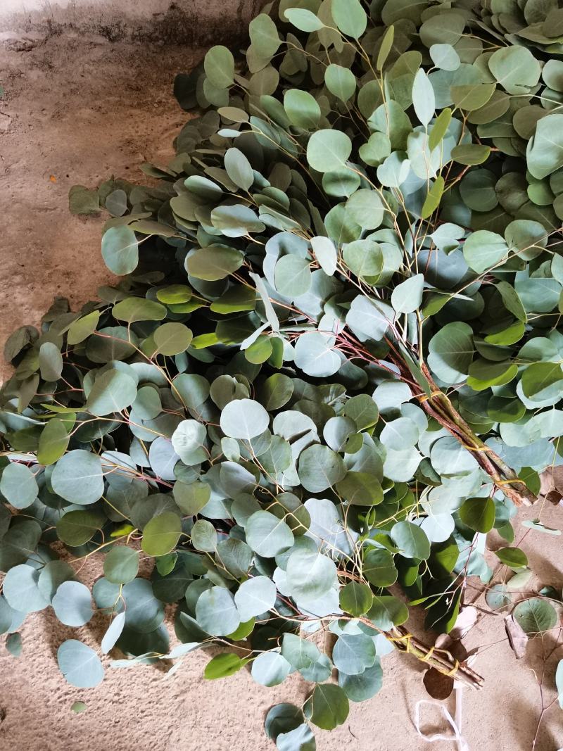 尤加利叶苹果叶鲜花配叶云南直供全国可代发