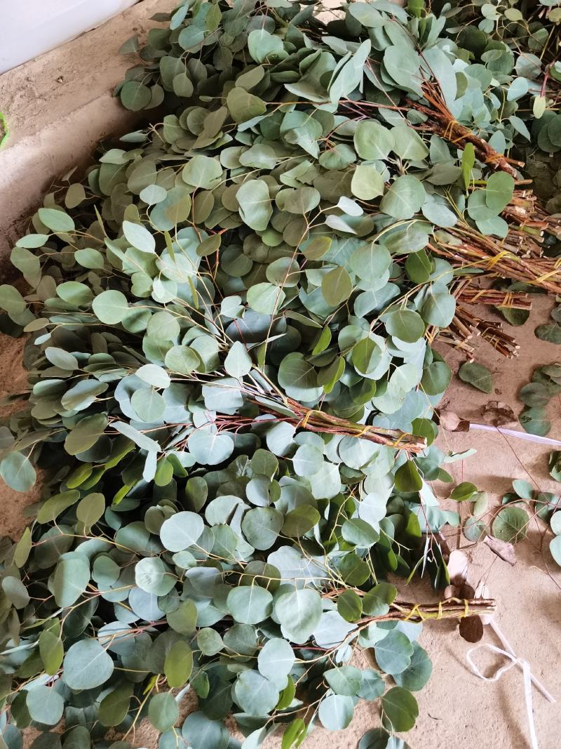 尤加利叶苹果叶鲜花配叶云南直供全国可代发