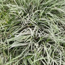 麦冬草