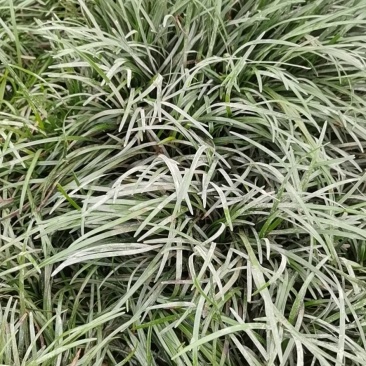 麦冬草