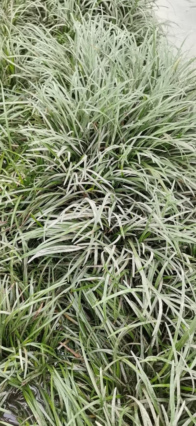 麦冬草
