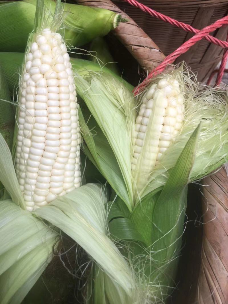 现货万糯188自贡大安出货要买的搞快货不多了