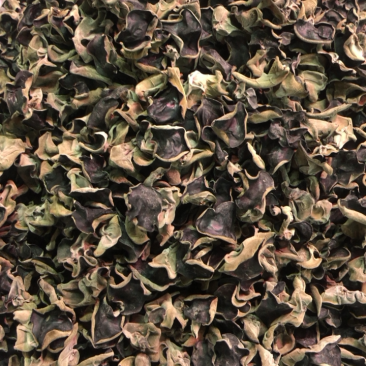 黑龙江大棚秋耳上市，质量杠杠好，货干，均匀