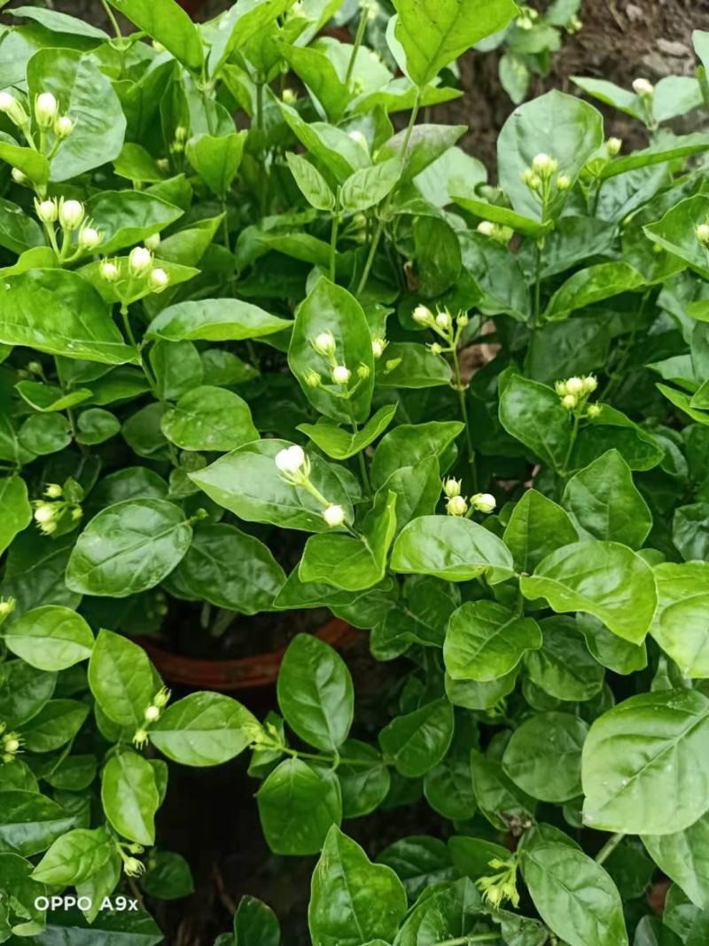 精品茉莉花苗枝型好花期长易养活量大从优欢迎老板下单联系