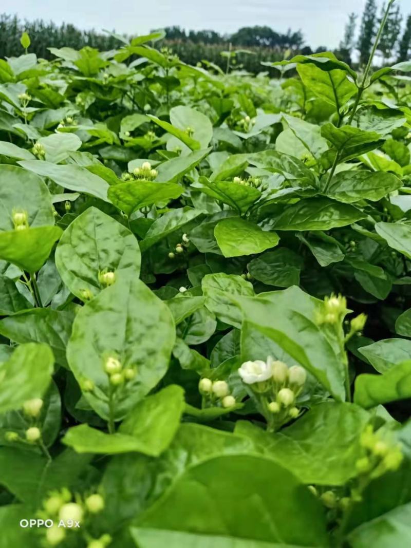精品茉莉花苗枝型好花期长易养活量大从优欢迎老板下单联系