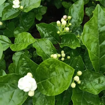 精品茉莉花苗枝型好花期长易养活量大从优欢迎老板下单联系