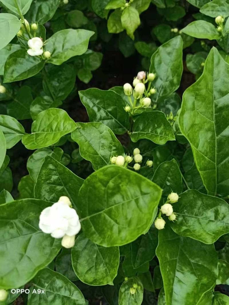 精品茉莉花苗枝型好花期长易养活量大从优欢迎老板下单联系