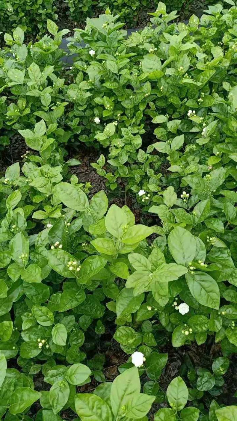 精品茉莉花苗枝型好花期长易养活量大从优欢迎老板下单联系