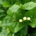 精品茉莉花苗枝型好花期长易养活量大从优欢迎老板下单联系