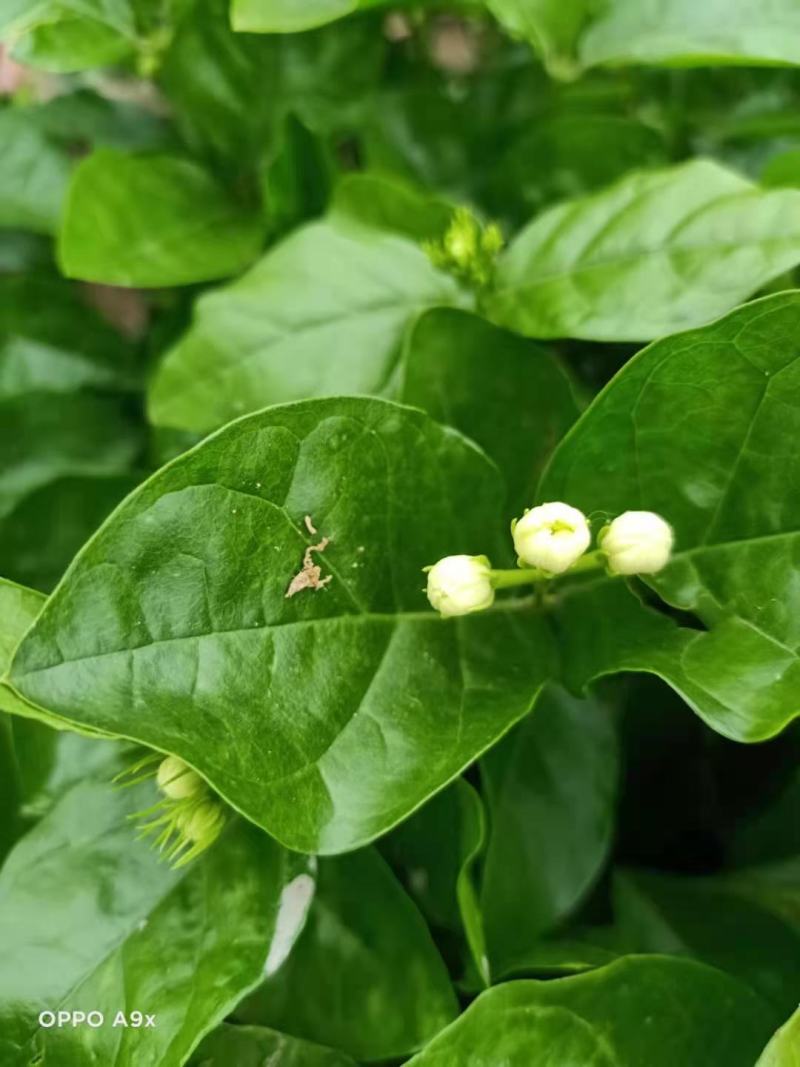 精品茉莉花苗枝型好花期长易养活量大从优欢迎老板下单联系