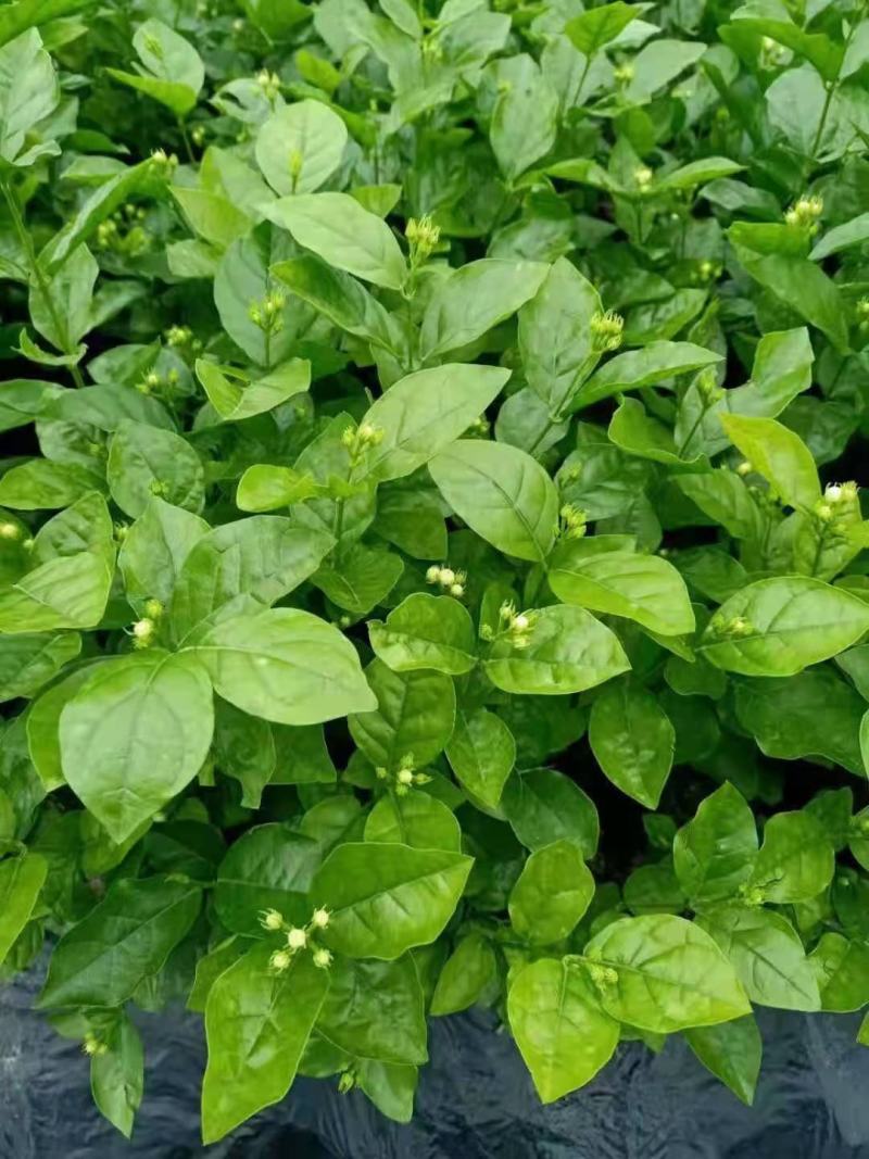 精品茉莉花苗枝型好花期长易养活量大从优欢迎老板下单联系