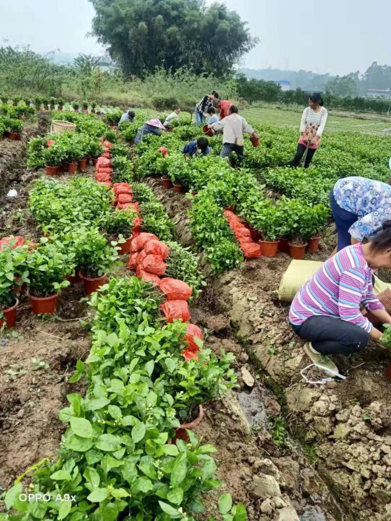 精品茉莉花苗枝型好花期长易养活量大从优欢迎老板下单联系