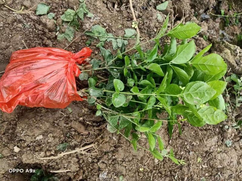 精品茉莉花苗枝型好花期长易养活量大从优欢迎老板下单联系