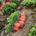 精品茉莉花苗枝型好花期长易养活量大从优欢迎老板下单联系