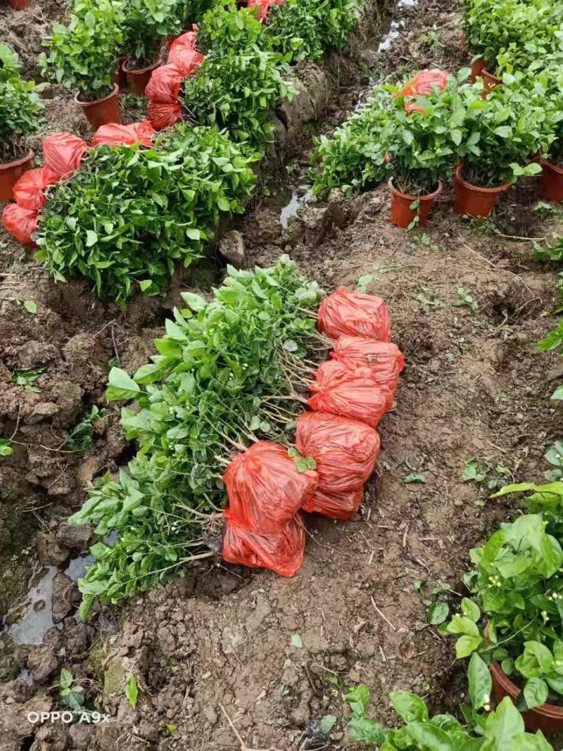 精品茉莉花苗枝型好花期长易养活量大从优欢迎老板下单联系