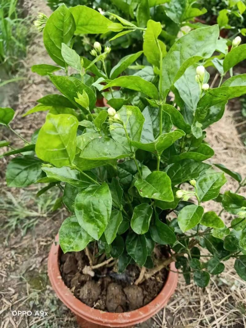 精品茉莉花苗枝型好花期长易养活量大从优欢迎老板下单联系