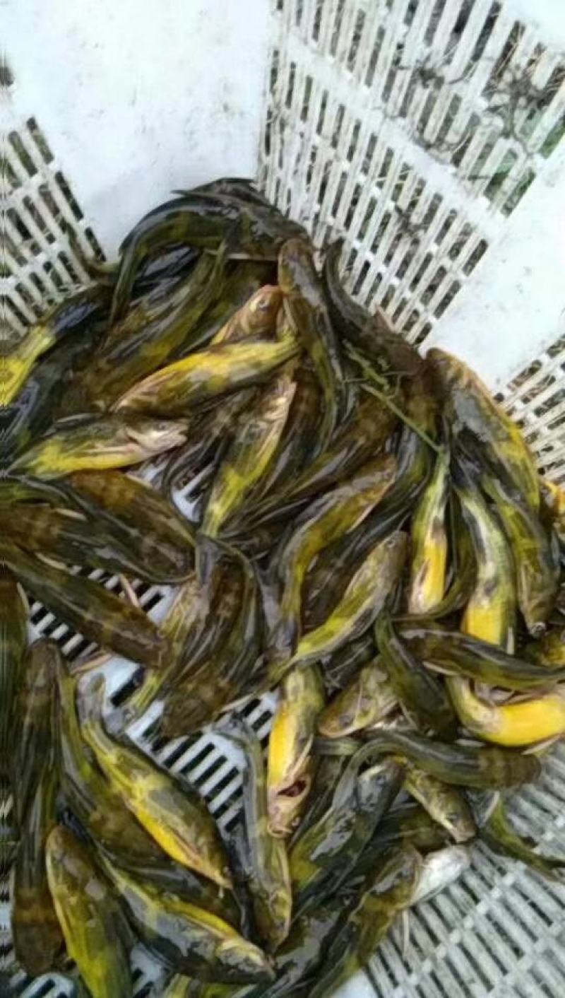 黄骨鱼…诚信经营，合作共赢，是本合作社的经营理
