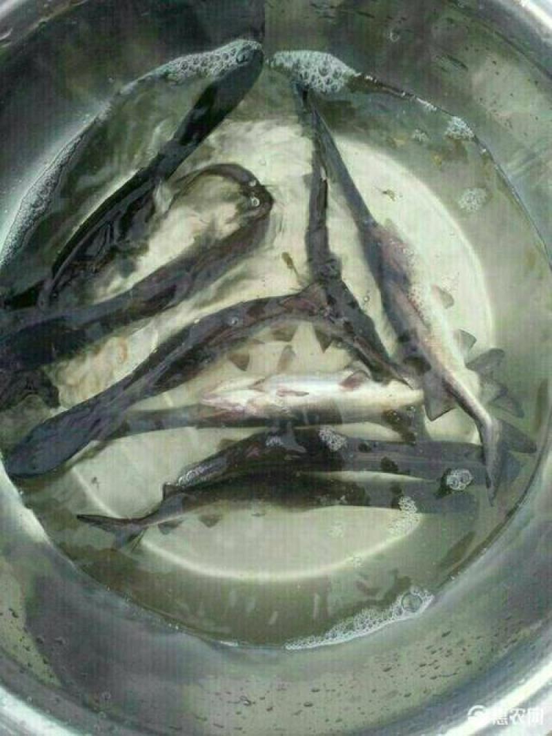 鸭嘴鱼…诚信经营，合作共赢，是本合作社的经营理念