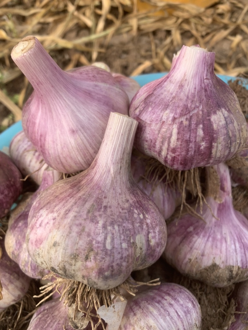 大名蒜种