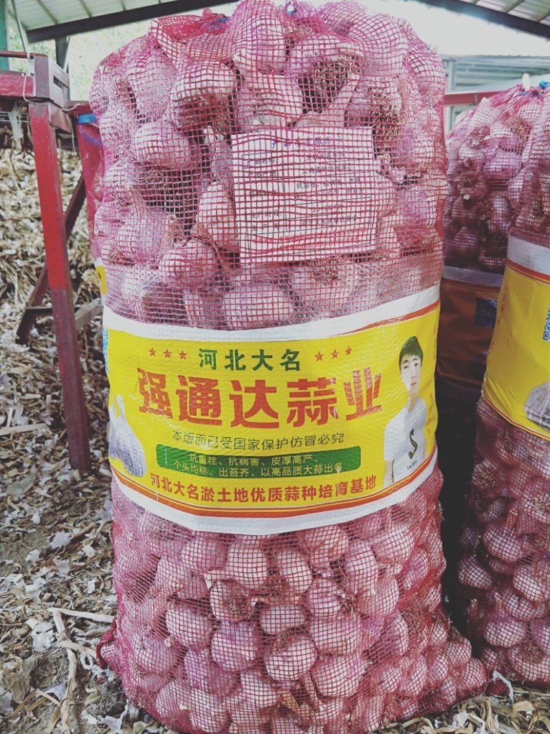 大名蒜种
