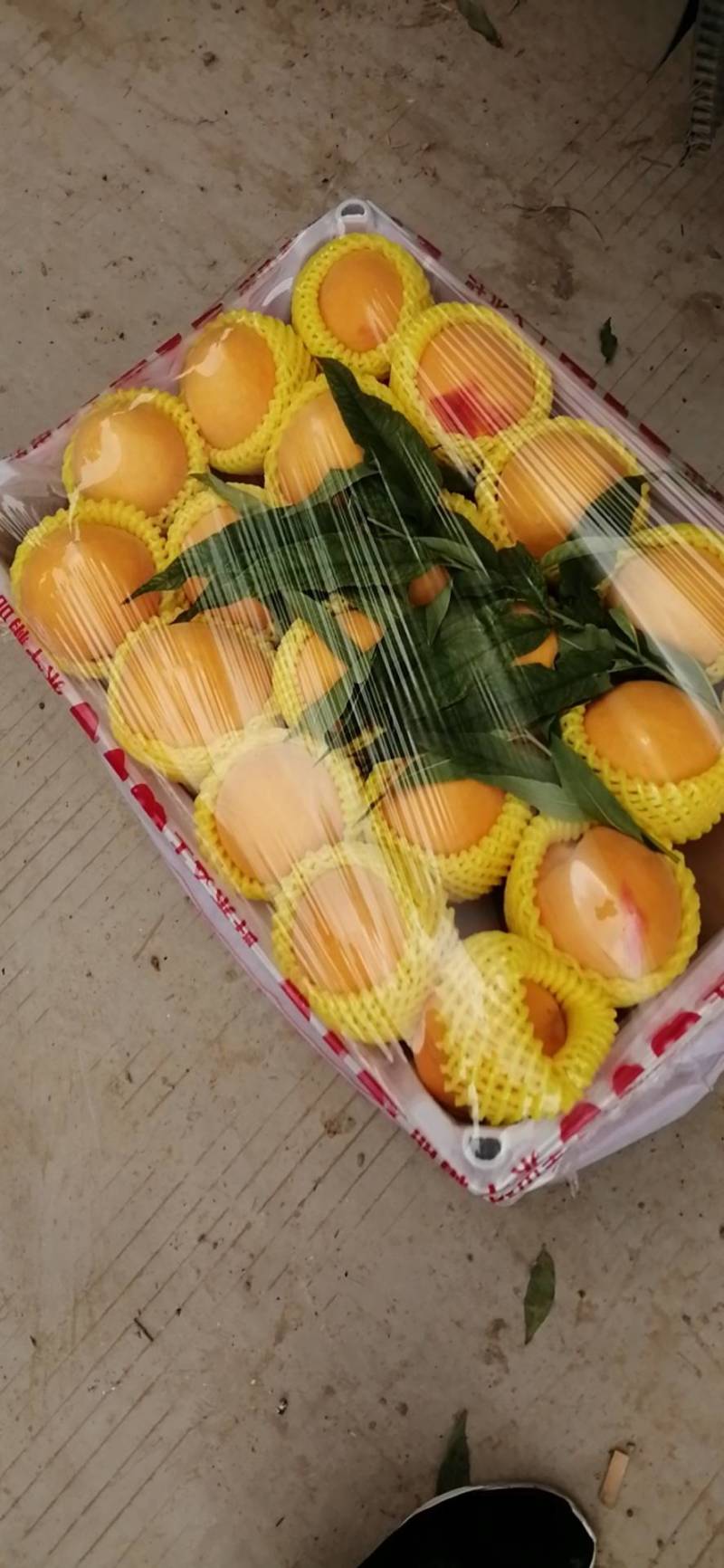 徐州丰县大沙河百果园黄桃供应基地，主营，黄金密，金陵黄露