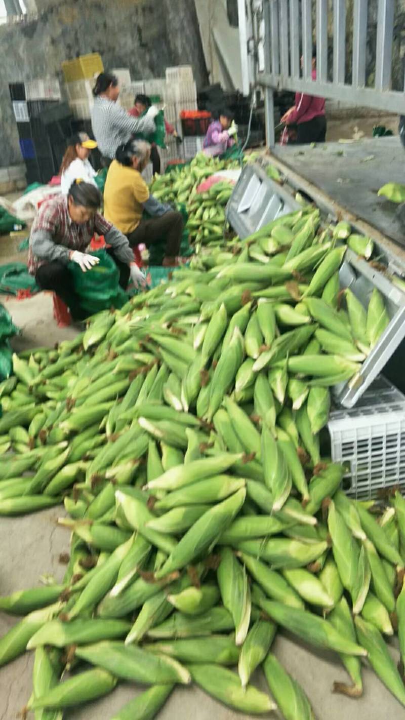 广西金秀生态玉米大量上市，甜糯，六两起步，产地直销