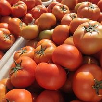 精品西红柿产地直发，一手货源，价格优惠欢迎咨询