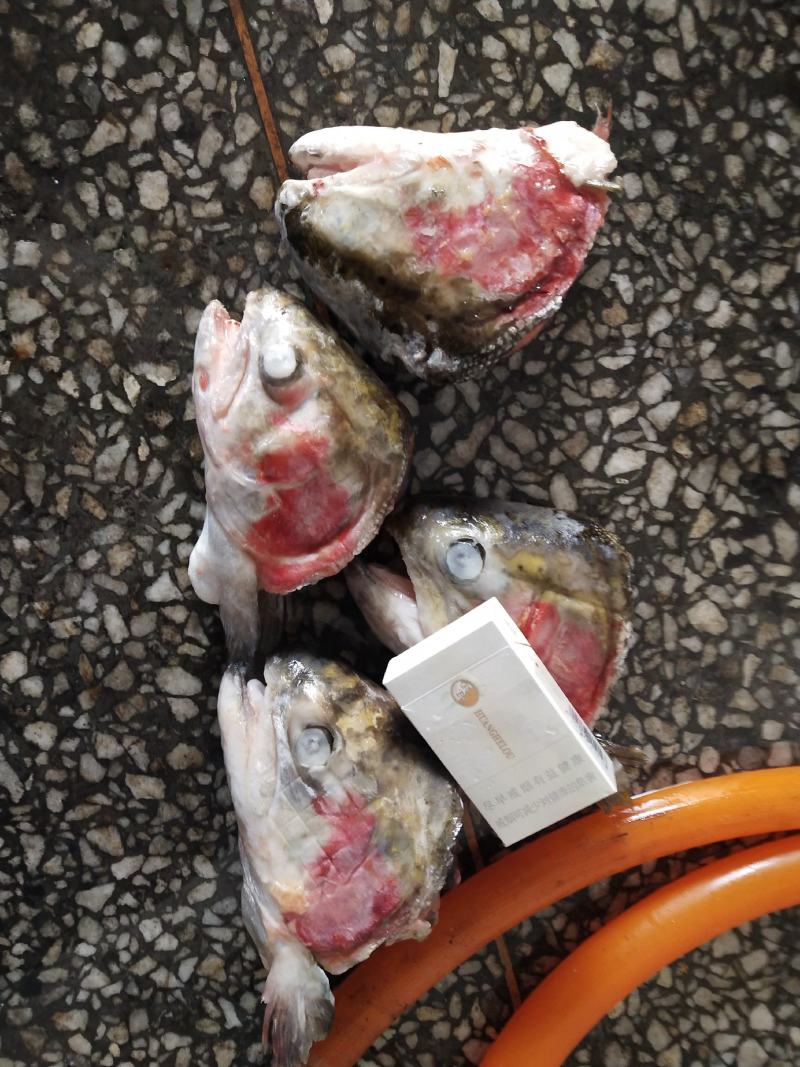 残鱿鱼花，价格超低，快餐，食堂可用