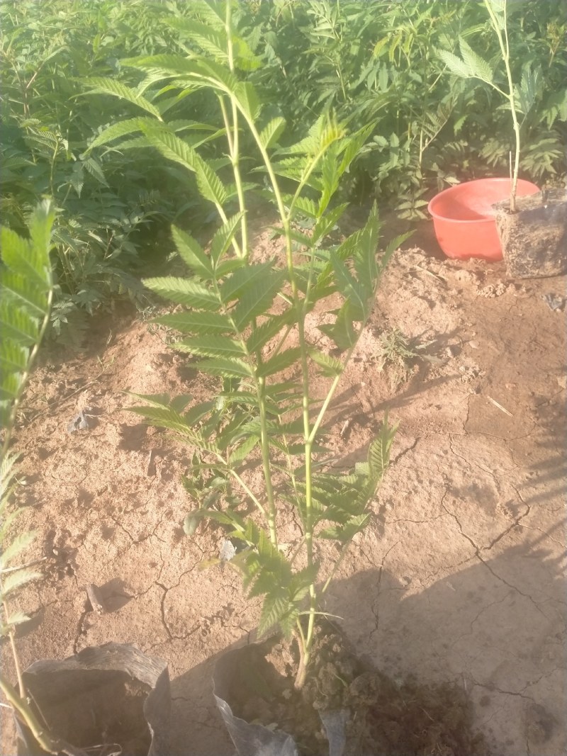 珍珠梅