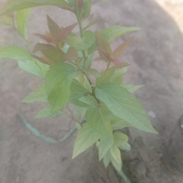 金山绣线菊