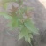 金山绣线菊