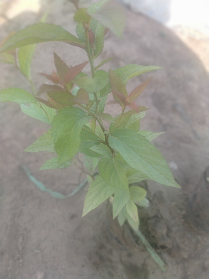 金山绣线菊