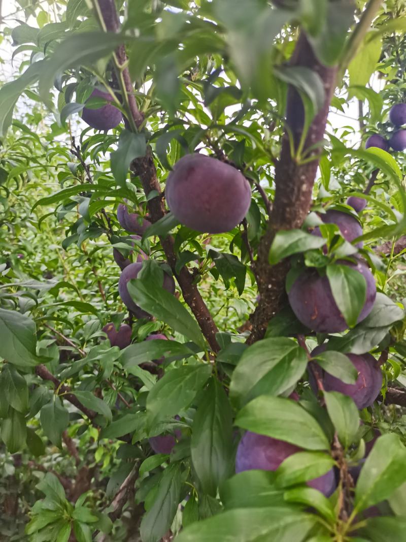 黑布林李