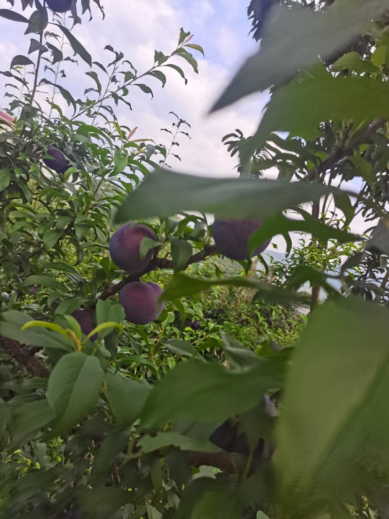 黑布林李